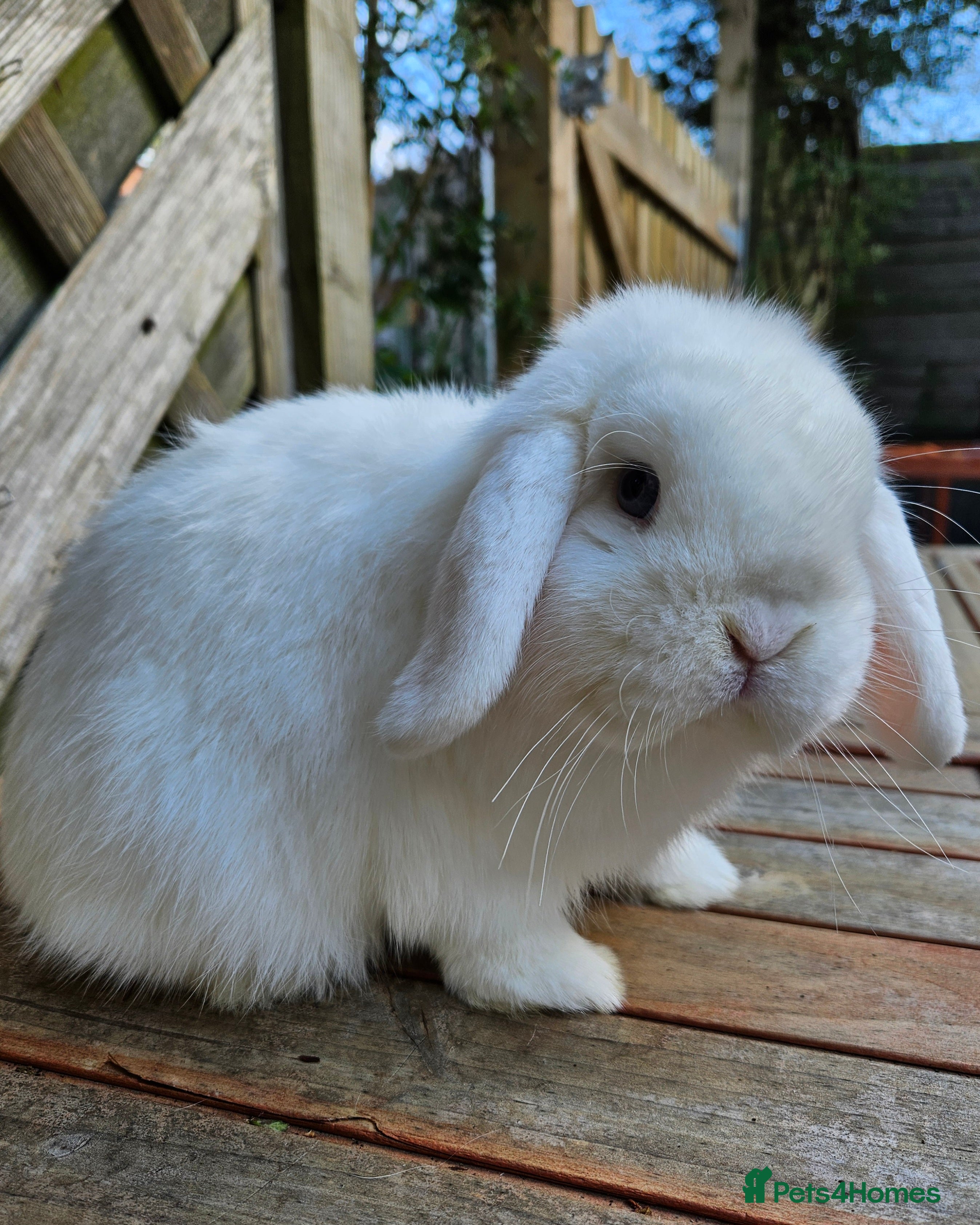 Mini Lop rabbits Blue eyed white mini lop - Advert 16