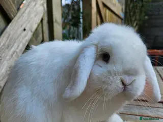 Mini Lop rabbits Blue eyed white mini lop - Advert 16