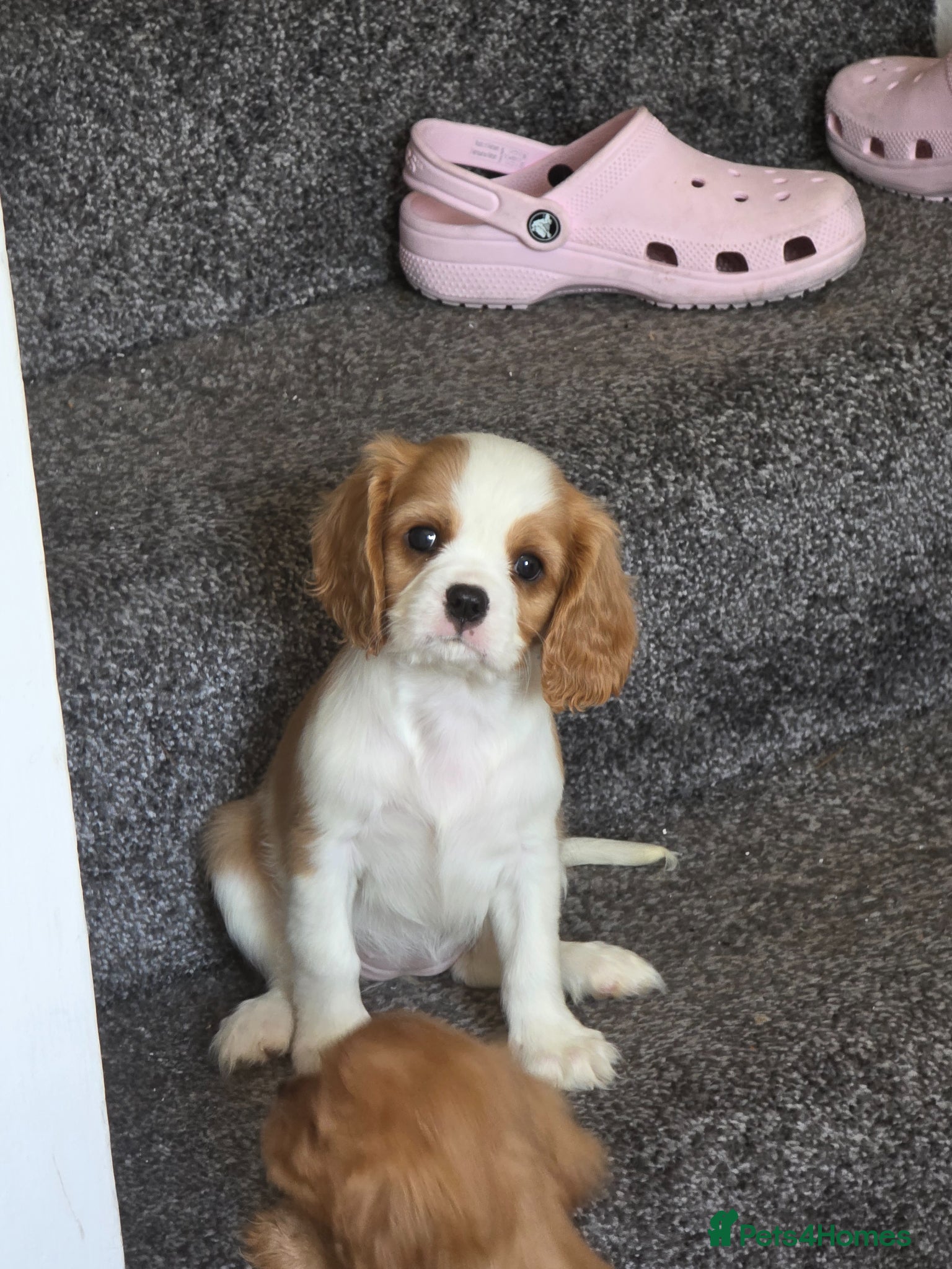 Cavalier King Charles Spaniel dogs **Ready in 2 weeks** King Charles cavalier  - Advert 14