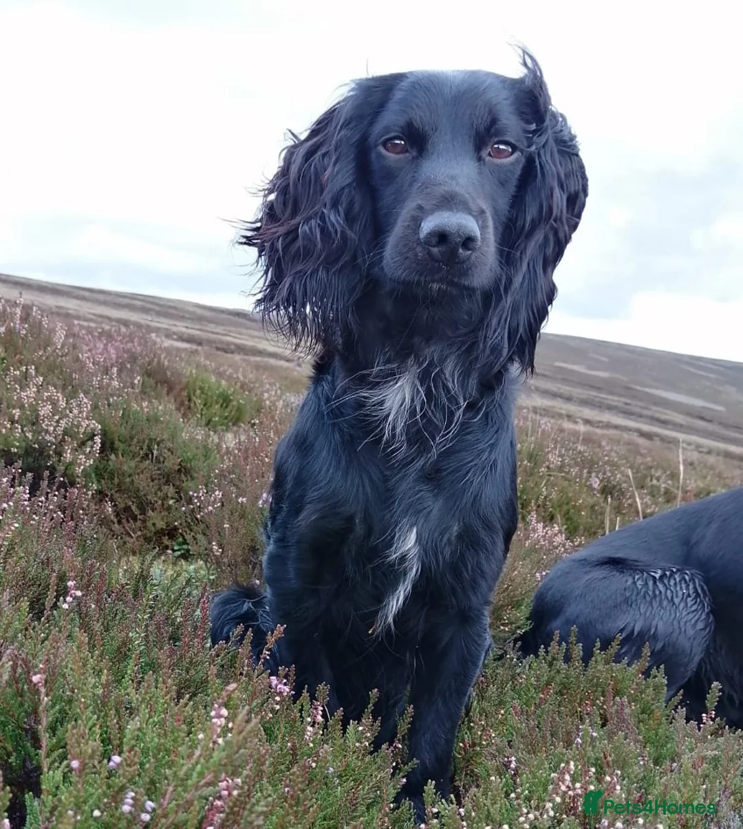Cocker Spaniel dogs for stud: Working Cocker Spaniel For Stud - Health Tested in Kirriemuir - Advert 6