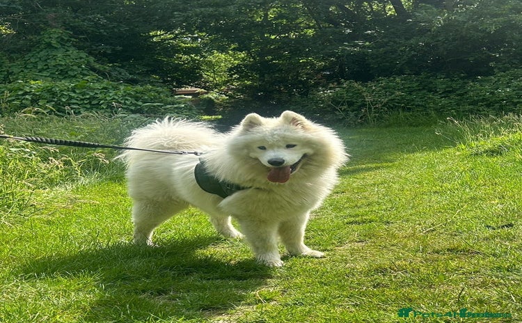 Samoyed dogs Beautiful KC Registered Samoyed – 1 Year Old - Advert 1