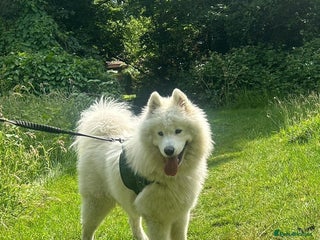 Samoyed dogs Beautiful KC Registered Samoyed – 1 Year Old - Advert 10