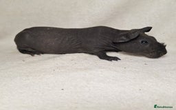 Guinea Pig rodents for sale: Skinny pig boys - Image 4