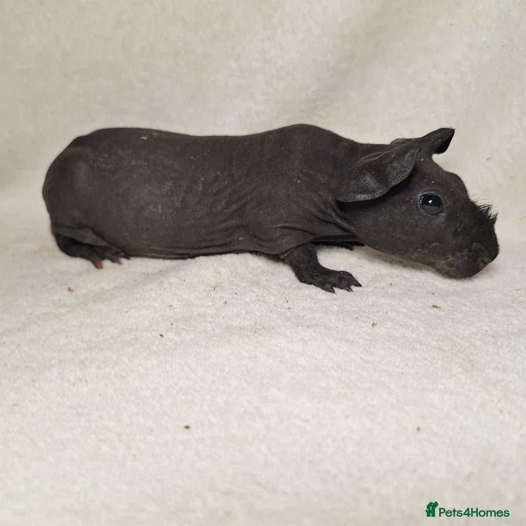 Guinea Pig rodents for sale: Skinny pig boys - Image 4