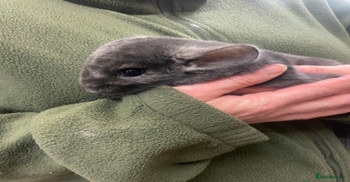 Chinchilla rodents Baby chinchillas  - Advert 4