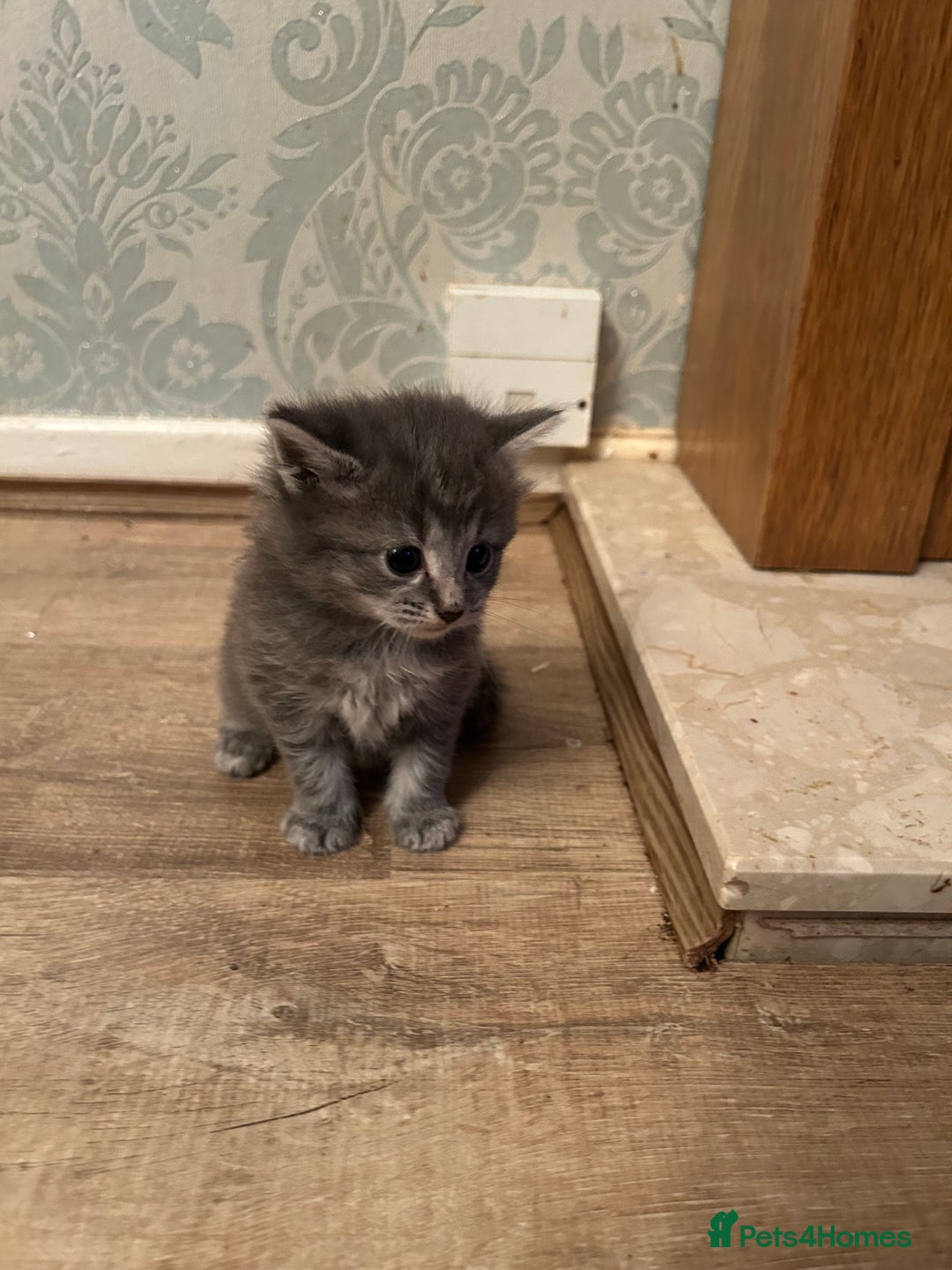 Mixed Breed cats for sale: Adorable kittens - Advert 10