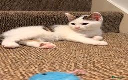 British Shorthair cats for sale: 2 beautiful boys ready for their home - Advert 10