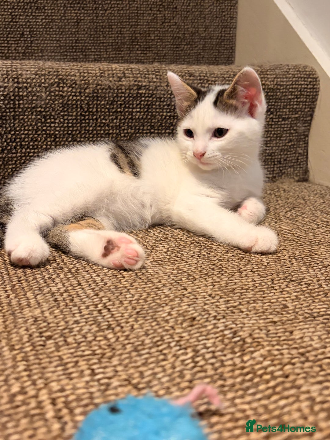 British Shorthair cats for sale: 2 beautiful boys ready for their home - Advert 10