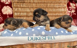 Jack Russell dogs for sale: Rare coloured mini Jack Russells - Image 14
