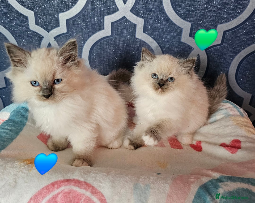 Ragdoll cats for sale: 🏆 CHAMPION FATHER 🏆GCCF REGISTERED KITTENS  - Image 10