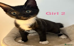 Domestic Shorthair cats for sale: 2 beautiful female kittens ready for adoption - Image 7