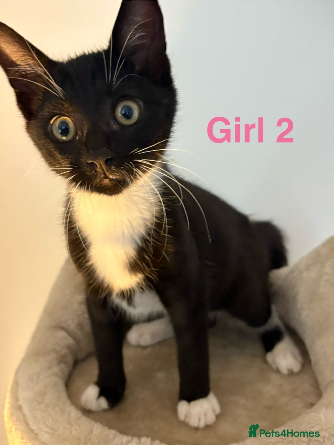 Domestic Shorthair cats for sale: 2 beautiful female kittens ready for adoption - Image 7