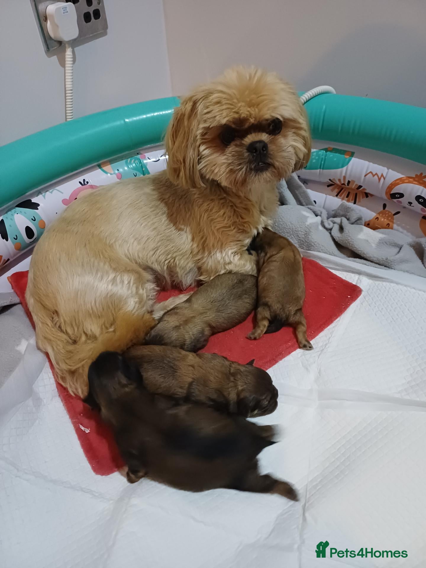 Shih Tzu dogs for sale: KARASHISHI IMPERIAL SHIH TZU PUPPIES 💕🐾 - Advert 9