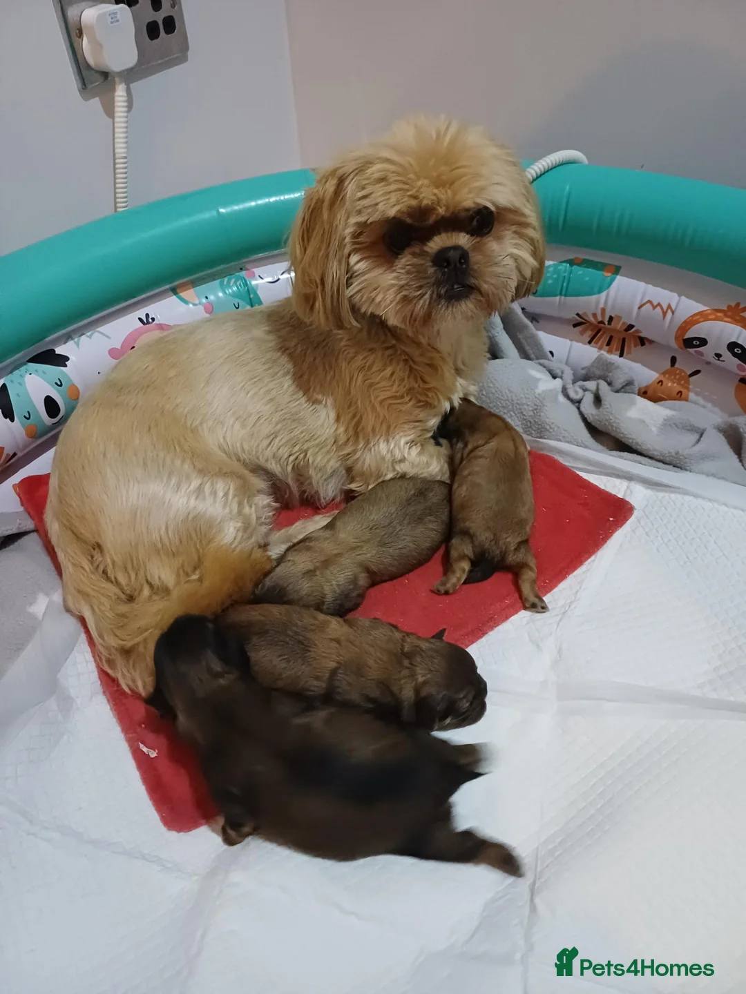 Shih Tzu dogs for sale: KARASHISHI IMPERIAL SHIH TZU PUPPIES 💕🐾 - Advert 1