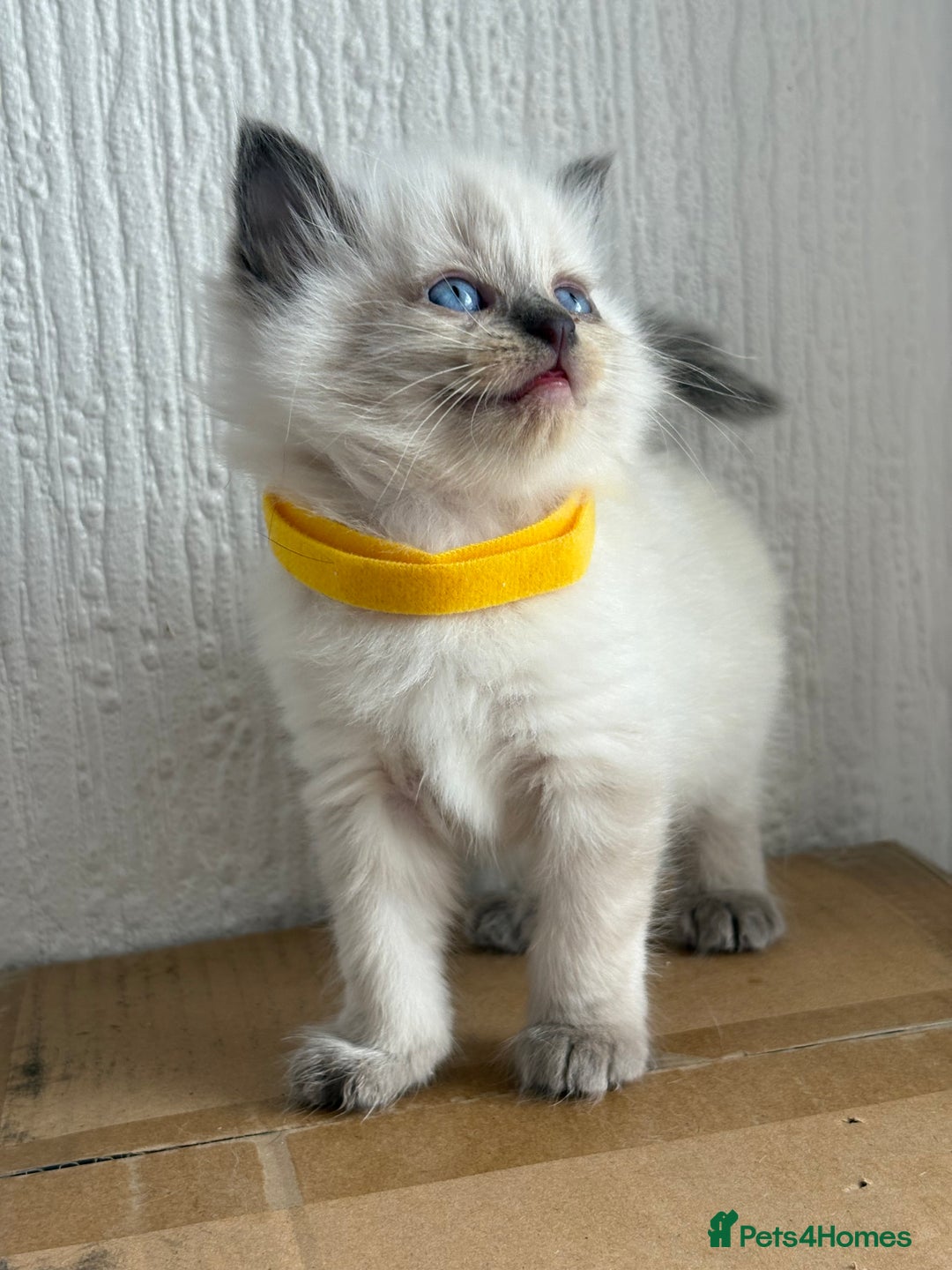 Ragdoll cats for sale: 💗 Our princess belle had 5 new kittens 💗 - Image 9