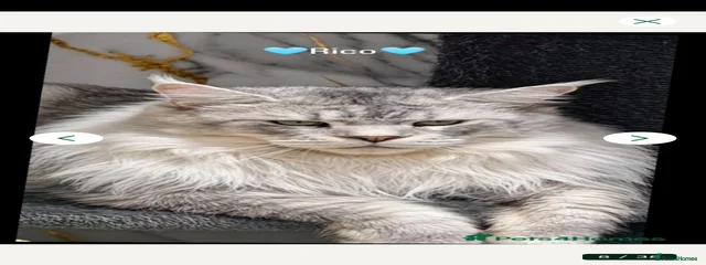 Rico