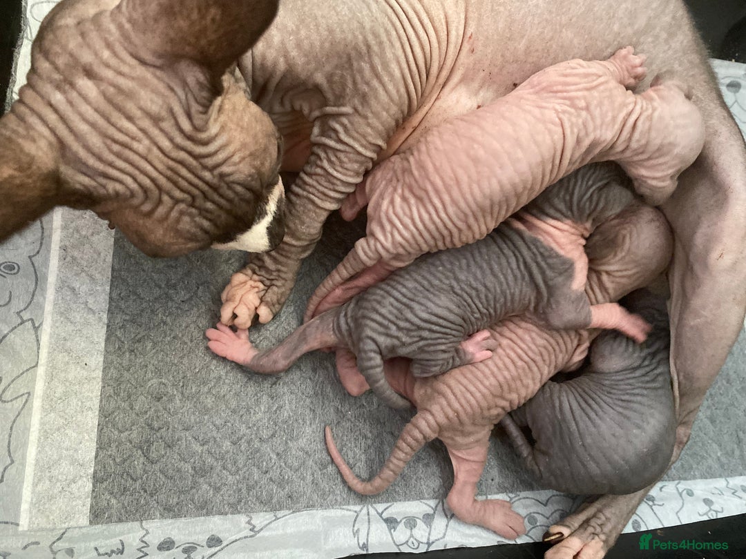 Sphynx cats for sale: Canadian sphinx kittens blue eyes girls  - Image 3