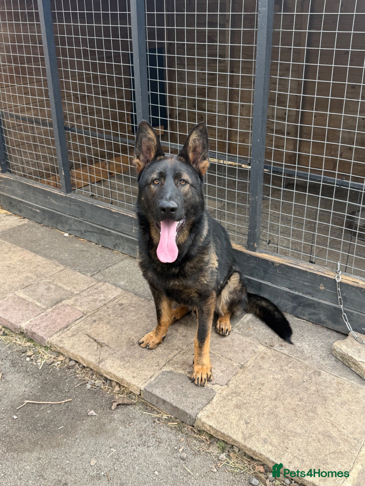 German Shepherd dogs 11 Months Old German Shepherd - Advert 4