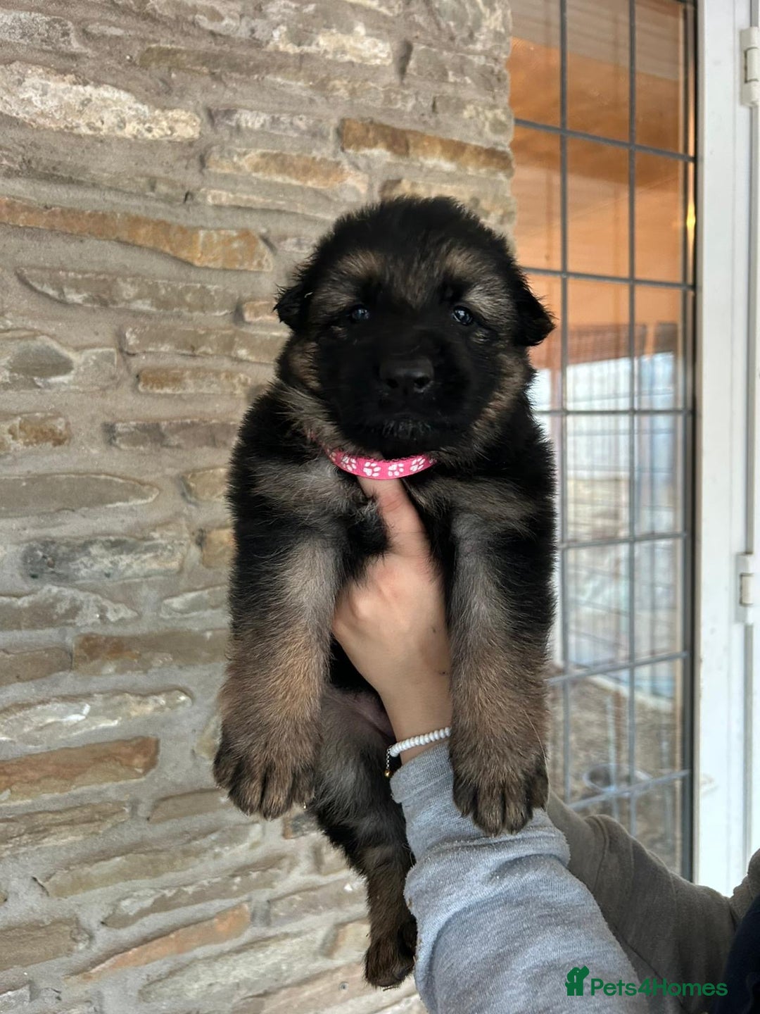 German Shepherd dogs for sale: Medium/long haired German shepherd puppies  - Image 5