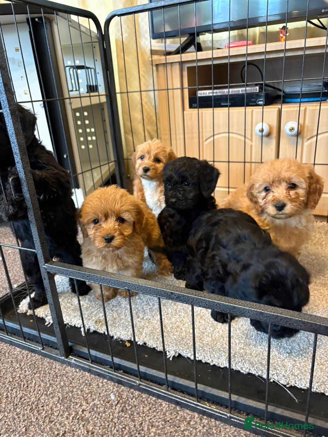 Cockapoo dogs for sale: cockerpoo puppies 3boys 3girls  - Advert 7