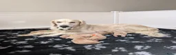Golden Retriever dogs for sale: Golden Retriever puppies  - Advert 15