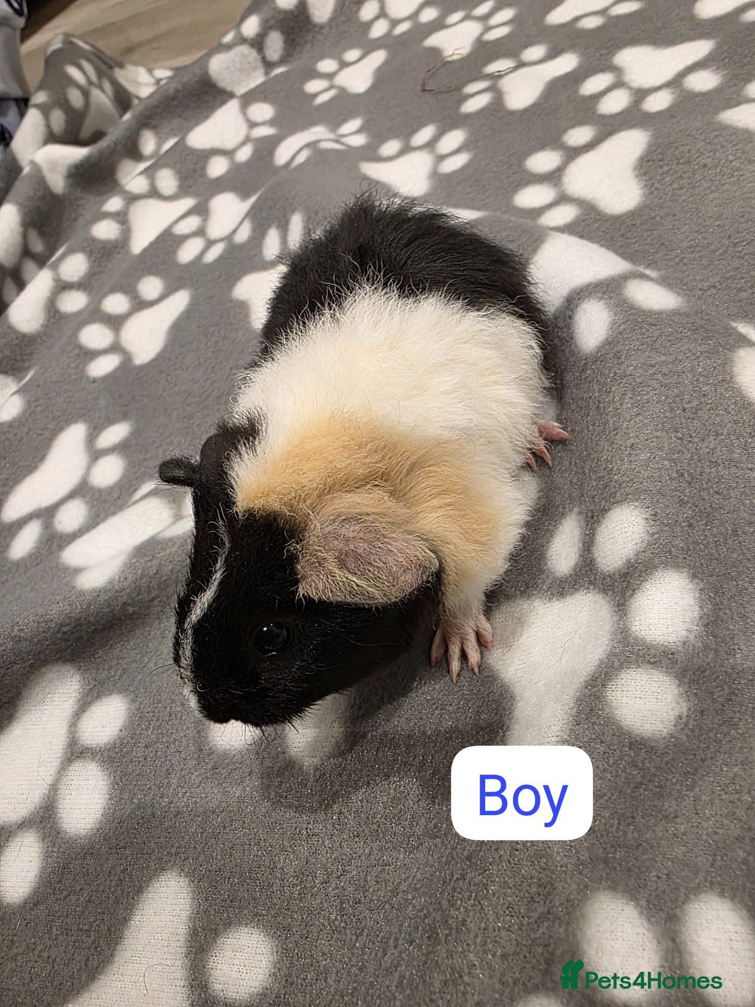 Guinea Pig rodents 4 Boys and 2 Girls Baby Guinea Pigs for Sale 🐹 - Advert 3