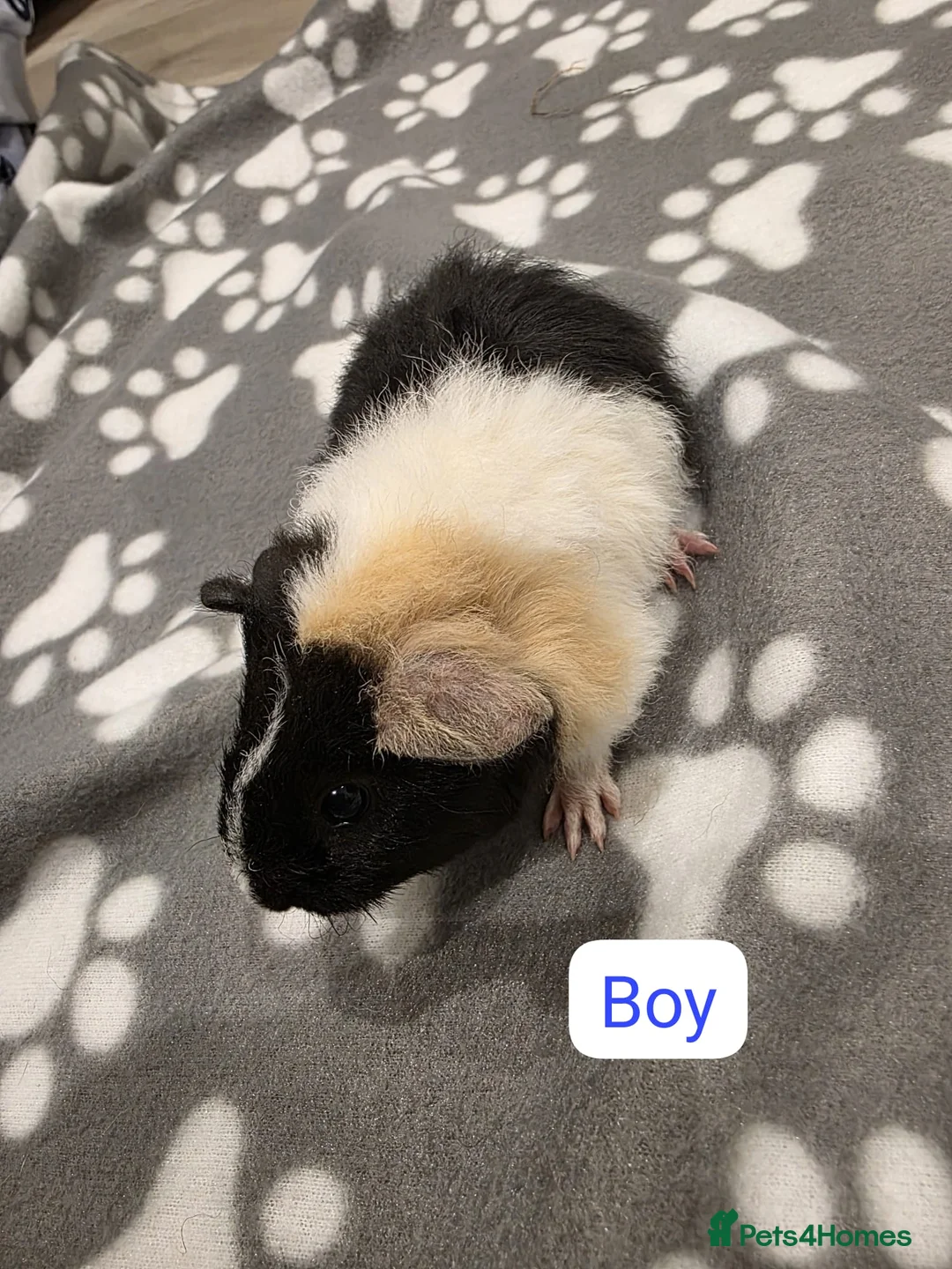 Guinea Pig rodents for sale: 4 Boys and 2 Girls Baby Guinea Pigs for Sale 🐹 - Advert 1