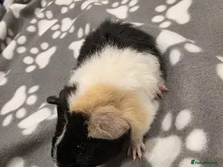 Guinea Pig rodents 4 Boys and 2 Girls Baby Guinea Pigs for Sale 🐹 - Advert 3