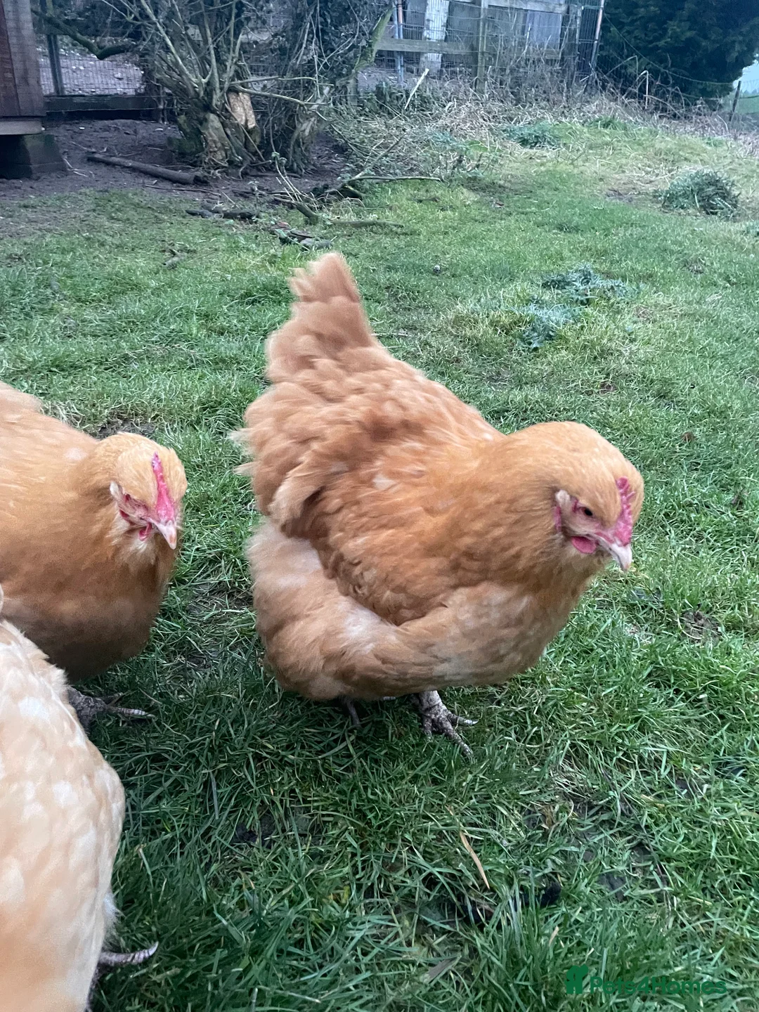 Chickens poultry for sale: Pure Bred Buff Orpington Pullets - Advert 3