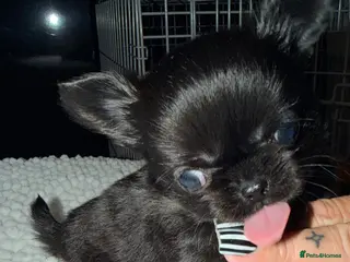 Chihuahua dogs Long coat chihuahua - Advert 15