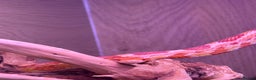 Corn Snake reptiles for sale: Female corn snake - Advert 6