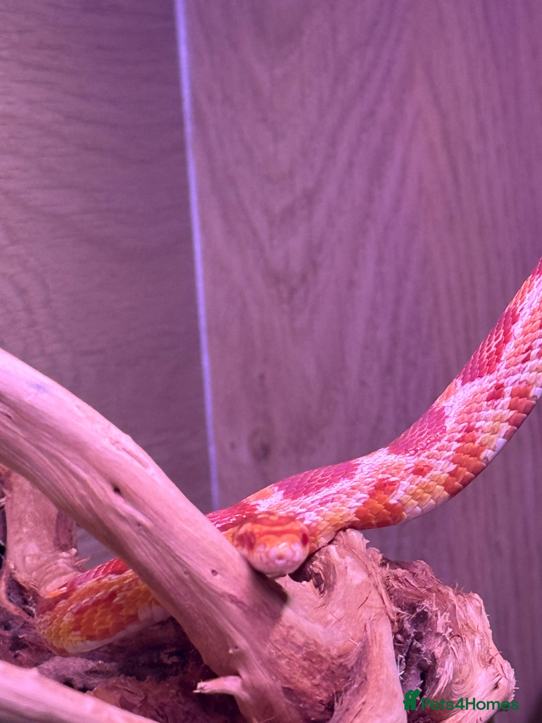 Corn Snake reptiles for sale: Female corn snake - Advert 6