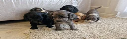 Cocker Spaniel dogs for sale: Cocker spaniel pups - Advert 12