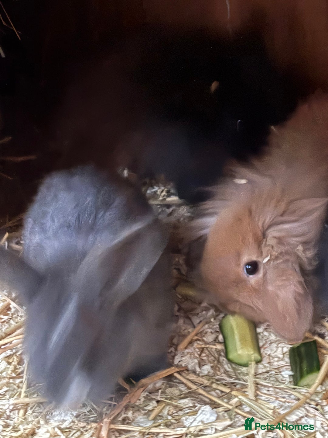 Mini Lop rabbits for sale: Mini lop baby rabbits for sale. - Advert 7