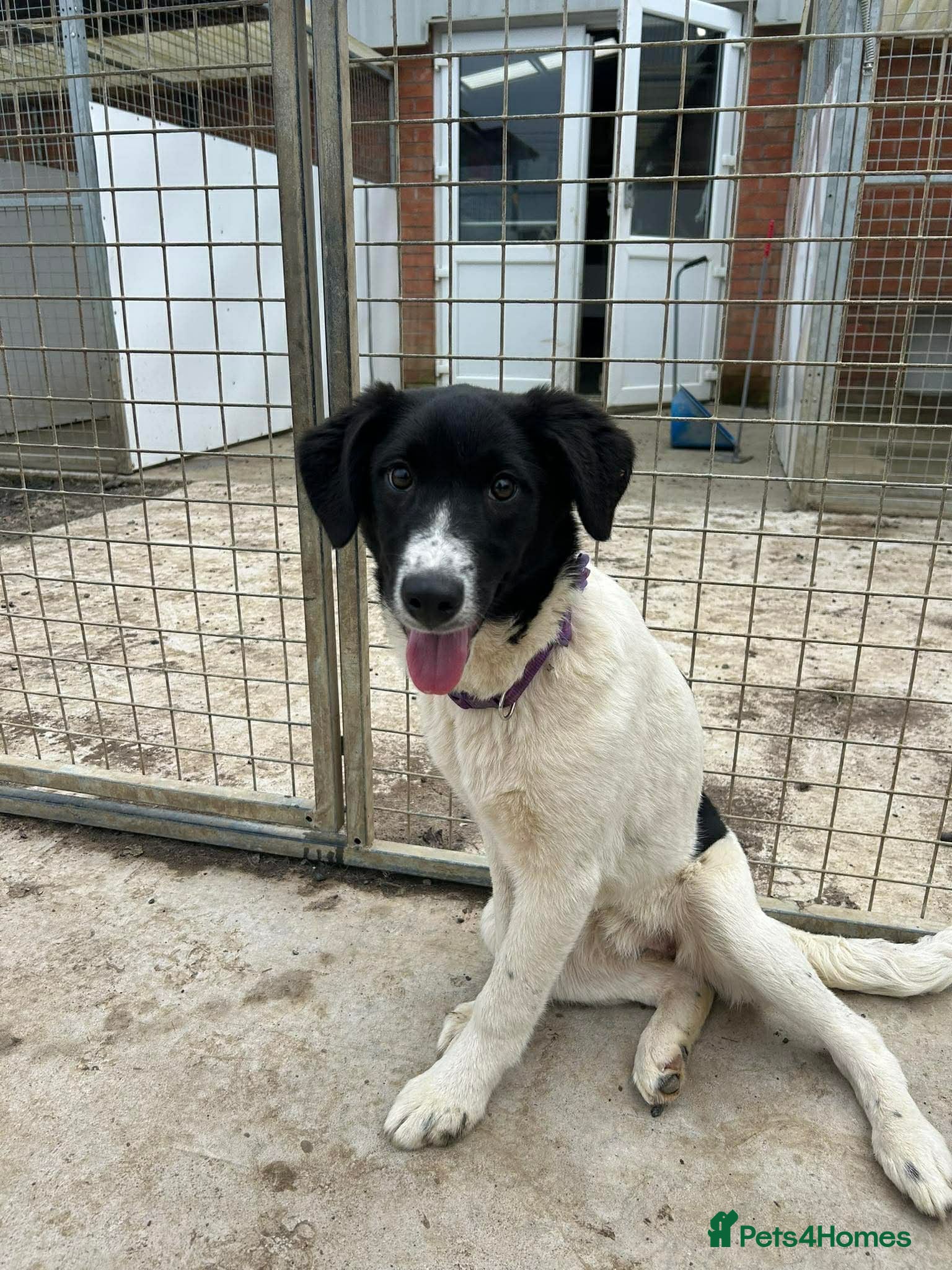 Mixed Breed dogs ANGEL by name ANGEL by nature - Advert 5