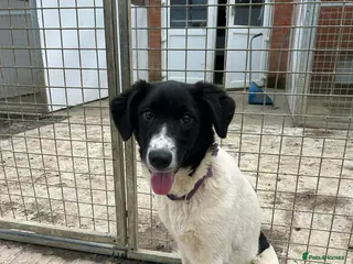 Mixed Breed dogs ANGEL by name ANGEL by nature - Advert 2