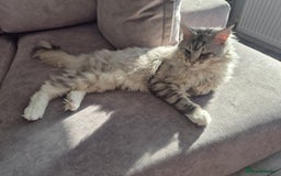 Maine Coon cats for sale: Gorgeous Maine Coons for sale - Image 8