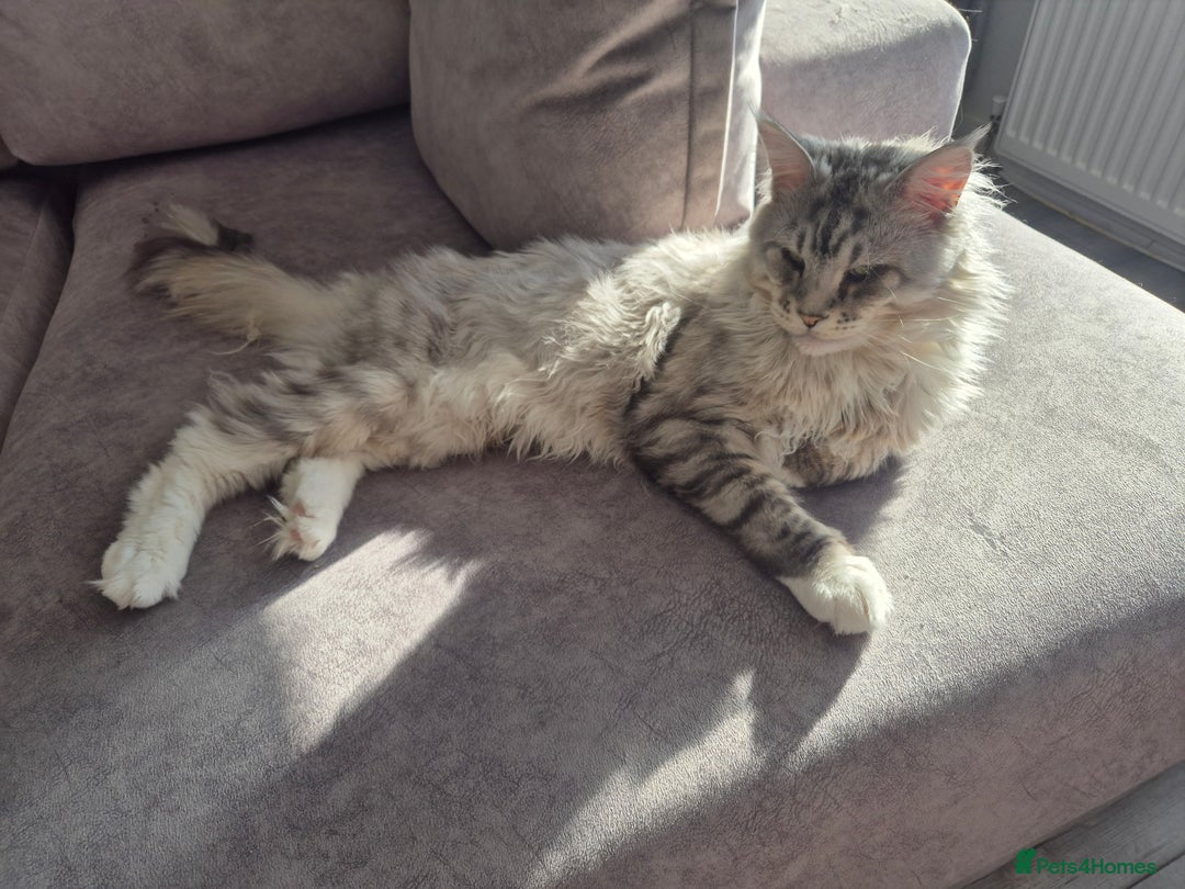 Maine Coon cats for sale: Gorgeous Maine Coons for sale - Image 8