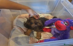 Mixed Breed dogs for sale: Chihuahua x boy - Image 6