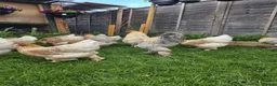 Mixed Breed birds for sale: Brahma chicks and eggs - Advert 2