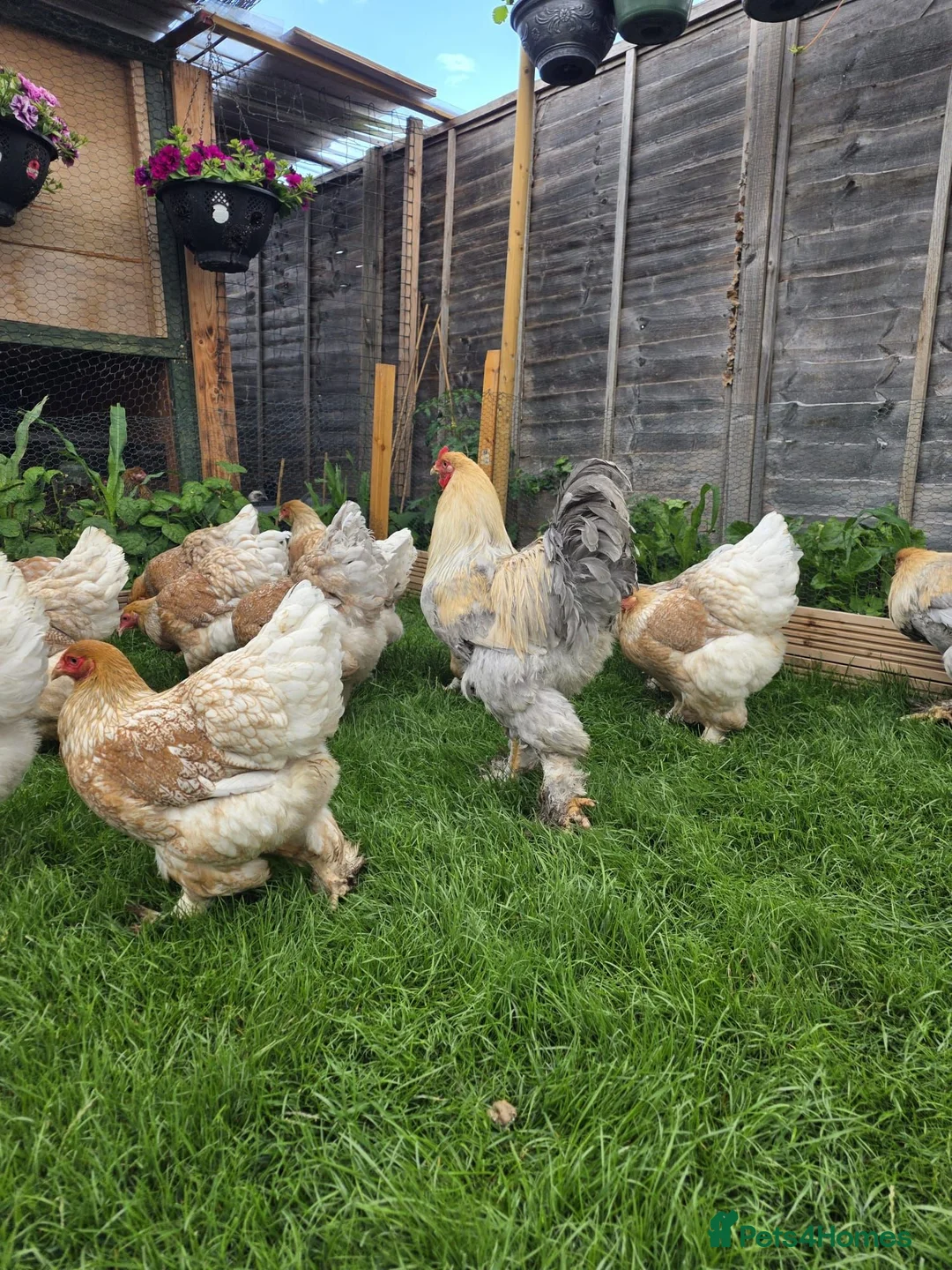 Mixed Breed birds for sale: Brahma chicks and eggs - Advert 2