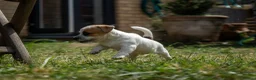 Jack Russell dogs for sale: Jack Russel puppies in Hull - Advert 11