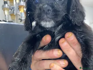 Cocker Spaniel dogs ♥️❤️Puppies Ready to Go ♥️❤️ - Advert 15