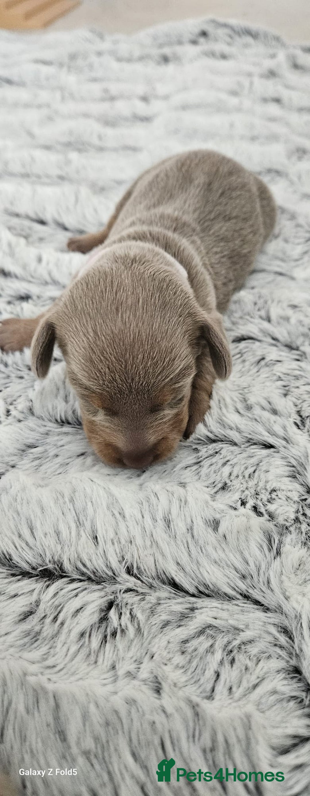 Miniature Dachshund dogs for sale: Isabella and tan miniature dachshunds - Image 9