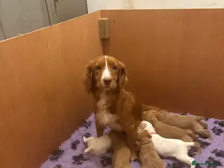 Cocker Spaniel dogs KC Working Cocker Spaniels - Advert 1