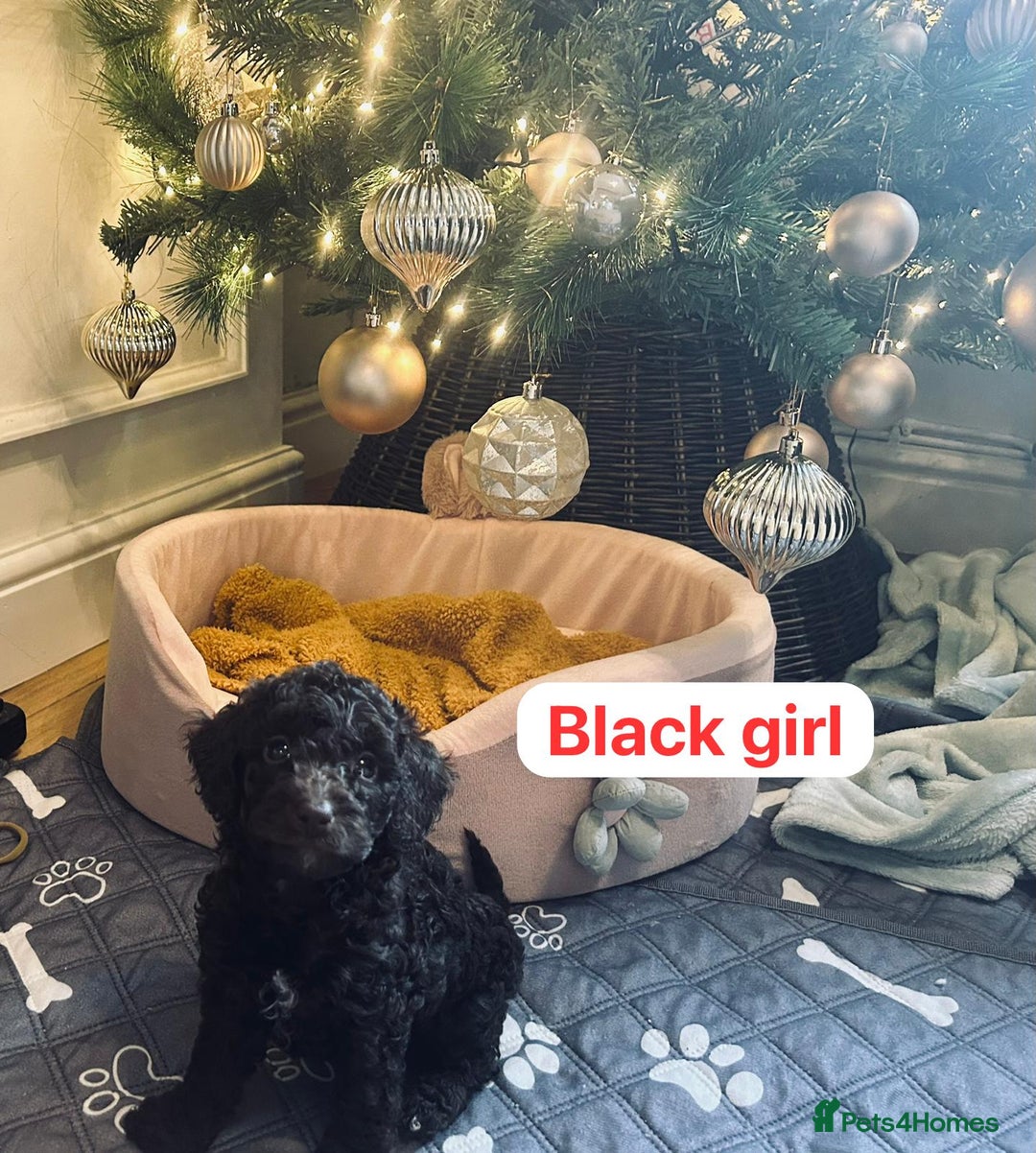 Cockapoo dogs for sale: 1 beautiful Cockapoo puppy left💙 - Advert 6