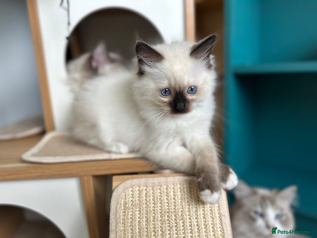 Ragdoll cats for sale: 🐾 LAST MALE RAGDOLL AVAILABLE READY TO GO💕 in Taunton - Image 11