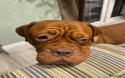 Dogue De Bordeaux dogs for sale: Dogue De Bordauex Puppies for sale - Image 10