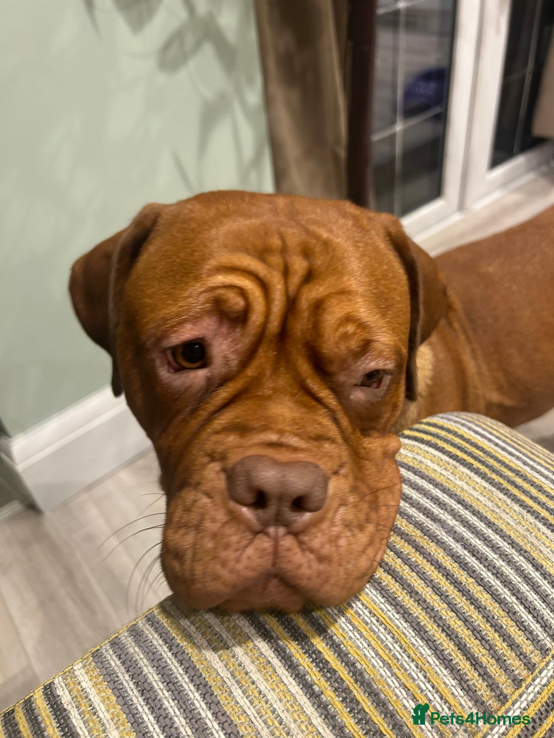 Dogue De Bordeaux dogs for sale: Dogue De Bordauex Puppies for sale - Image 10