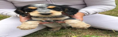 Cocker Spaniel 1